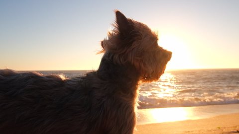 Yorkshire Terrier dog looking out over ocean on beach at sunset. Slow motion with lens flare from sun.