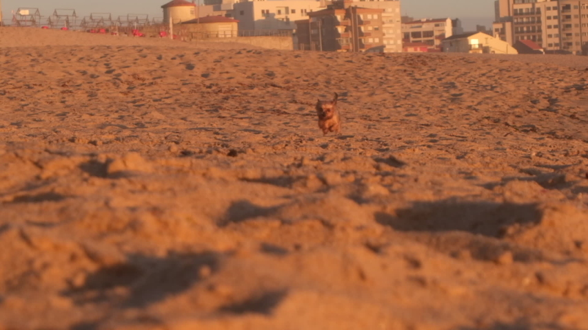 Yorkshire Terrier dog running on beach in slow motion.