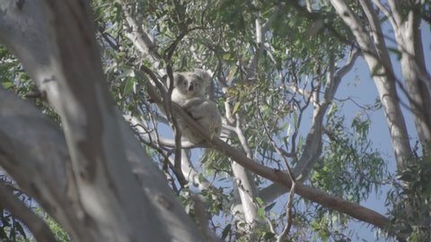 Shot of a koala on a tree in Australia