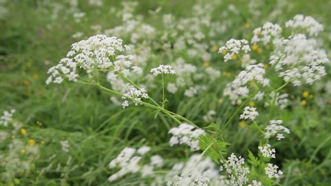 White field flowers background. Wild carrot on the meadow at summer day, close up