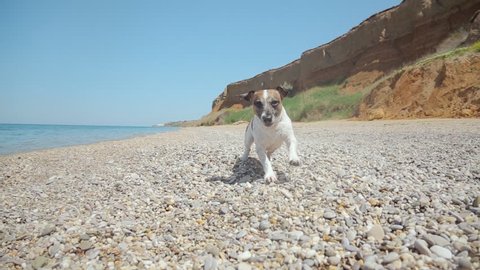 Active Jack Russell running along the seashore on pebbles and bathing in the sea