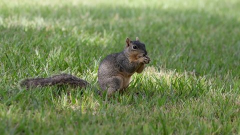 The rock squirrel is a large ground squirrel that is 17-21 inches in length.The rock squirrel eats pine nuts, walnuts, seeds. Found in found  southern Nevada, Utah, Colorado, Arizona,New Mexico, Texas