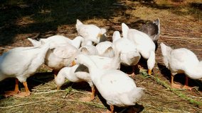 Feeding poultry geese grass on the farm. Poultry keeping. Agriculture. White geese. Feathered family. Video.