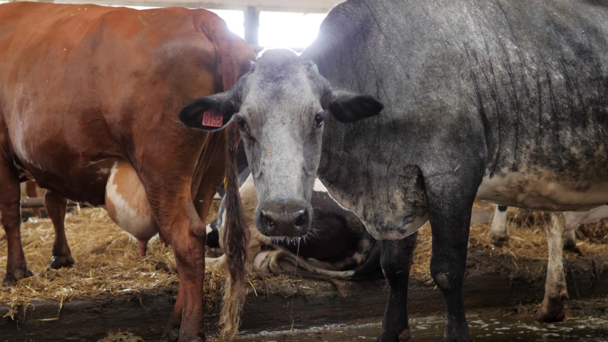 Dairy farm cows indoor in the shed