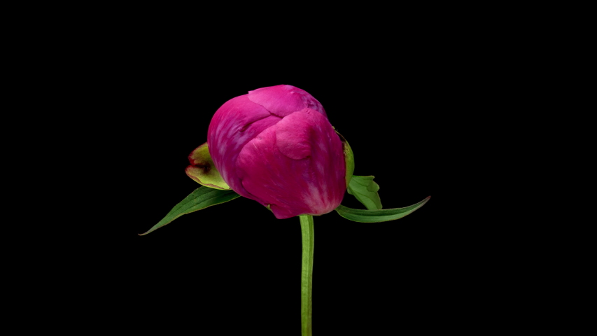 Timelapse of pink peony flower blooming on black background. Blooming peony flower open, time lapse, close-up. Wedding backdrop, Valentine's Day concept. Viva magenta Royalty-Free Stock Footage #1056558185