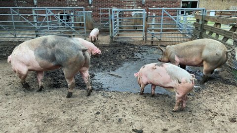 Pigs on a farm in the village. Swine covered in mud. Dirty farm