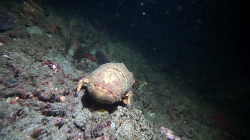 Slipper Lobster Stock Video Footage - 4K and HD Video Clips | Shutterstock