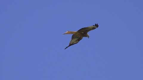 Beautiful red kite wild hunter in flight looking for prey from the air,tracking shot