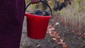 Video of farmer woman wearing denim overalls and walking in in vineyard with basket full of grapes harvest