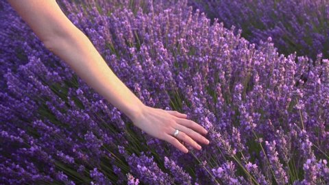 Female hand softly touching a bunch of lavender flowers - Close-up slow motion movie of the hand of a woman touching lavender