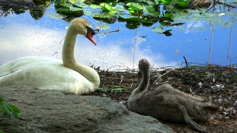 Mother swan and young cygnet relax at lake shoreline and preen their feathers.