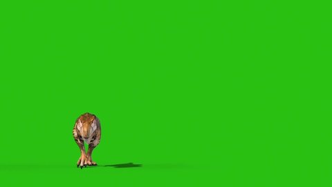 Angry T-Rex Walks Green Screen Front 3D Rendering Animation Dinosaurs