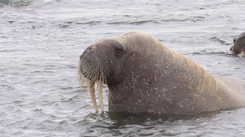 cu of Walrus head in the sea, Spitsbergen, Svalbard Norway.