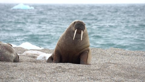 Walrus walking on shore. North Pole, Spitsbergen, Svalbard Norway.