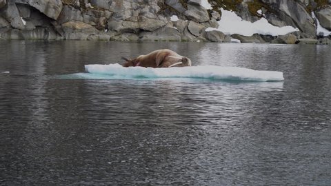 Walrus resting on a floating block of ice. North Pole, Spitsbergen, Svalbard Norway.