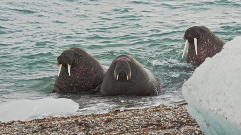 walruses Lying on the water's edge between blocks of ice , Spitsbergen, Svalbard Norway.