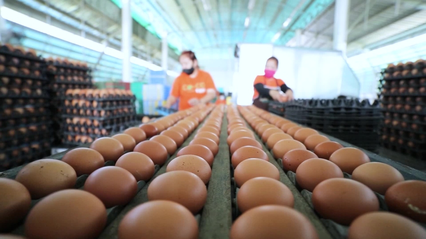 Egg selection, egg production factory Royalty-Free Stock Footage #1056578738