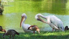 White Pelicans Grooming. This video shows a white pelican grooming itself with its beak in front of a pond filled with ducks.