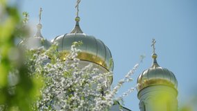 Golden dome of Christian church blooming apple tree against blue clear sky sunny spring day closeup. Domes of St. Catherine Cathedral in Tsarskoe Selo, Pushkin town, Saint Petersburg, Russia.