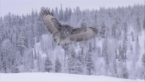 Bird of prey Great Grey owl (Strix nebulosa) flying and landing on thick snow in wintery Finnish taiga near Kuusamo, Northern Europe. 