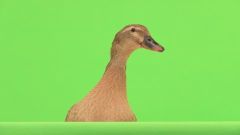 duck talks isolated on a green screen.