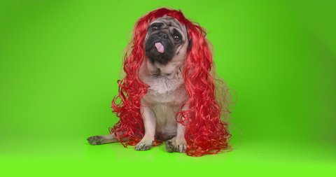 Cute, beauty pug dog in red wig. Long hair like girl princess. Looking at the camera, tilting head in surprise. Green screen, chroma key. Green background. Funny concept