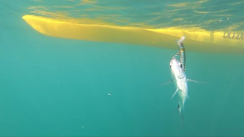 Kayak fishing, trolling fishing. Underwater view of a oblade fish hooked to a lure being pulled out of water by a fisherman standing on a kayak off the coast of Mil Palmeras Beach.