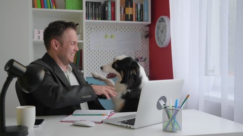 Handsome business man in suit having video call on laptop at home office. His funny pet - Australian Shepherd Dog looking at owner and asks for play. Online working from home in internet, distant job.