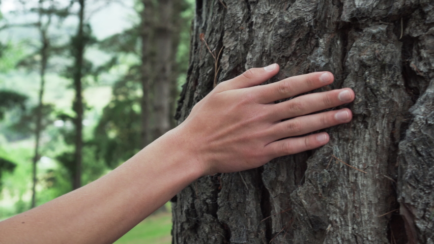 Young man touches the bark of a coniferous tree trunk in a summer forest. With wrinkles and pine needles. The concept of saving ecology and outdoor recreation | Shutterstock HD Video #1056604256