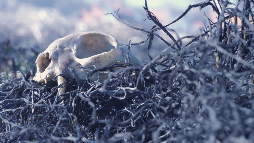 The skull of a wild animal burnt in a forest fire in close up. Dead animal in a forest fire on ashes of burnt grass, low-angle view. Burning forest, furious out of control fire in the background