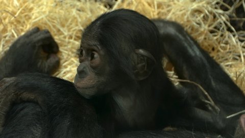 A baby bonobo ape lays with its head resting on its mother's chest. 