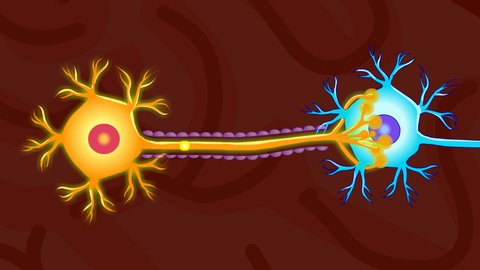 Neuron communication. Transmission of the nerve signal between two neurons. Neuron connect. Brain, axon, sheath, dendrite. Nervous system. Simple annotated. Dark background. 2d medical 4k animation
