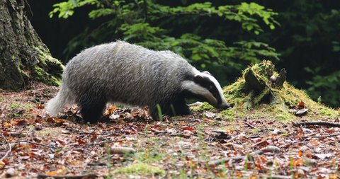 European badger, Meles meles, in colorful beech forest. Hungry animal sniffs about food around rotten mossy stump. Wildlife scene from nature. Black and white striped forest beast. Spring in Europe.