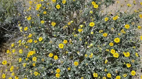 Yellow Head flowers on Acton Brittlebush, Encelia Actoni, Asteraceae, native perennial shrub in the margins of Joshua Tree City, Southern Mojave Desert, Springtime.