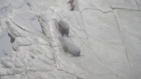 Shots of seals in beaches of Australia