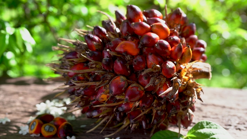 Fresh oil palm fruits on wooden table in the garden background Royalty-Free Stock Footage #1056618656