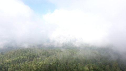 Aerial Forest, Tilt down, Moving, Zoom In, Zoom Out, Drone shot, Trees, Forest, Volcano Merapi, Morning, Yogyakarta, Indonesia