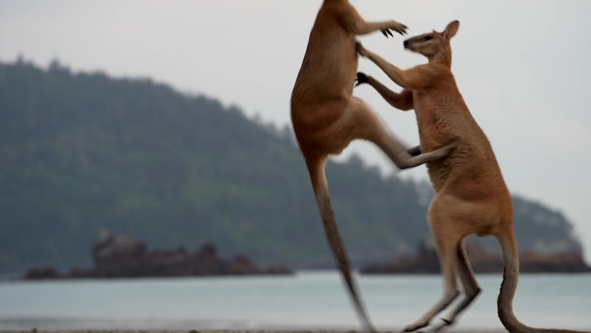 Epic fight of two wallabies testing their strength at Cape Hillsborough beach