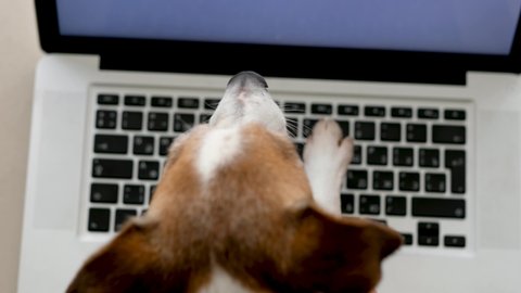 Jack Russell Terrier is typing on a laptop keyboard in front of the monitor. Freelancer works from home