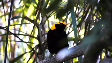 SYDNEY, AUSTRALIA - JAN, 21, 2014: low angle shot of a regent bowerbird perches on a rainforest tree