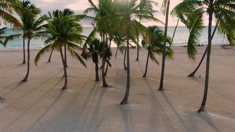 Sunrise above tropical beach with palm trees, tranquil Caribbean island resort, upscale honeymoon destination in Dominican Republic