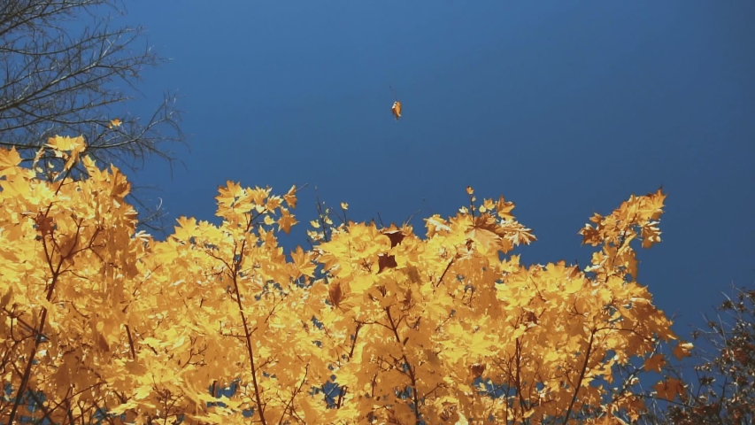 Dry leaves fall from a yellow autumn tree on a background of blue sky, sunny day, slow motion Royalty-Free Stock Footage #1056628469