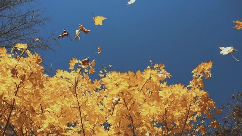 Dry leaves fall from a yellow autumn tree on a background of blue sky, sunny day, slow motion