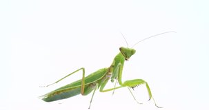 I took a video of a mantis cleaning his limbs.
White background.