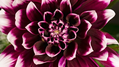 4K Time lapse of blooming Flower. Beautiful Dahlia opening up. Timelapse of growing blossom big flower on green leaves background. Top view.