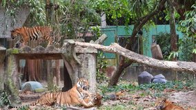 4k B Roll video clips of royal bengal tiger playing with cubs. 24 frame rate per seconds