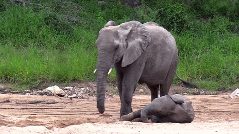 A young elephant resting in the sand at its mother's feet as she digs a hole with her trunk in Timbavati, South Africa.