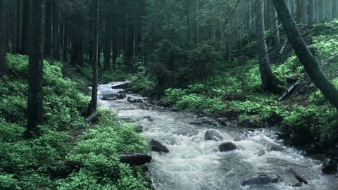 Mountain river with low rapids flows inside mysterious forest. Aerial. Stockvideo