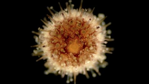 sea urchin Echinoidea, under a microscope, type Echinodermata. The legs of the dorsal side have been transformed into organs of touch and respiration, and the anus is also in the center of the aboral