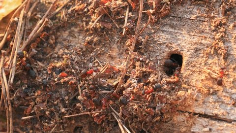 Red Forest Ants (Formica Rufa) On A Fallen Old Tree Trunk. Ants Moving In Anthill. Belarus.